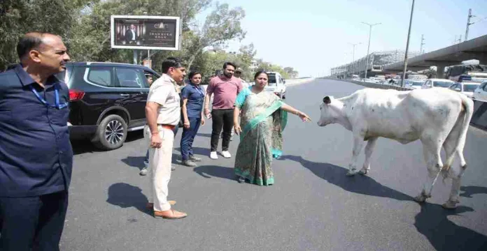 Rekha Gupta cow road Delhi 2025